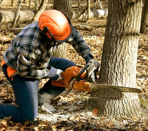 Tree Removal in Saco, ME
